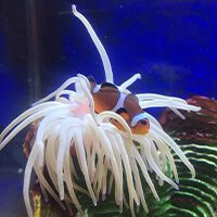 Clown fish
